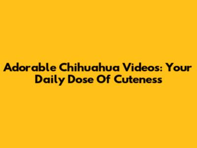 Adorable Chihuahua Videos: Your Daily Dose Of Cuteness