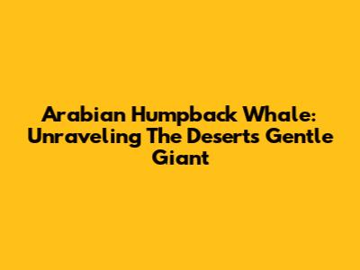 Arabian Humpback Whale: Unraveling The Desert's Gentle Giant