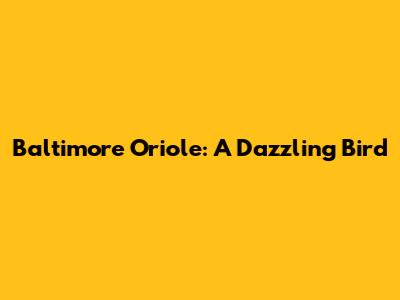 Baltimore Oriole: A Dazzling Bird