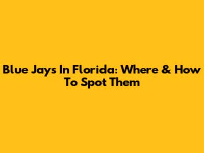 Blue Jays In Florida: Where & How To Spot Them