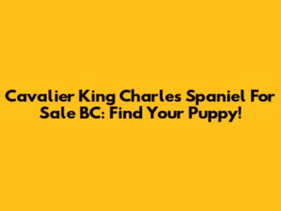 Cavalier King Charles Spaniel For Sale BC: Find Your Puppy!