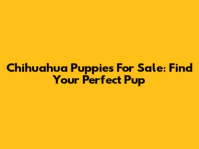 Chihuahua Puppies For Sale: Find Your Perfect Pup
