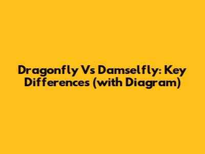 Dragonfly Vs Damselfly: Key Differences (with Diagram)