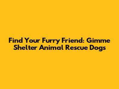 Find Your Furry Friend: Gimme Shelter Animal Rescue Dogs