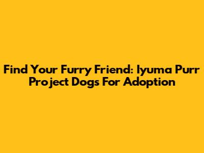 Find Your Furry Friend: Iyuma Purr Project Dogs For Adoption