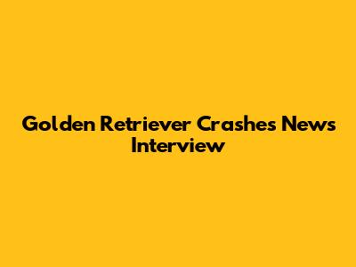 Golden Retriever Crashes News Interview