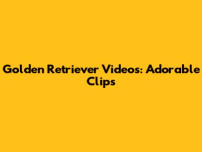 Golden Retriever Videos: Adorable Clips
