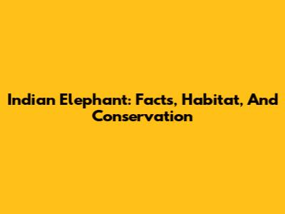 Indian Elephant: Facts, Habitat, And Conservation