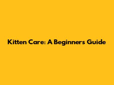 Kitten Care: A Beginner's Guide