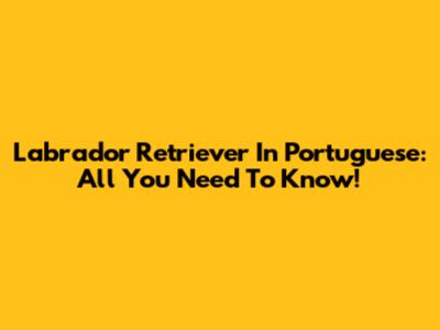 Labrador Retriever In Portuguese: All You Need To Know!
