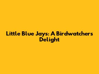 Little Blue Jays: A Birdwatcher's Delight