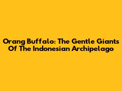 Orang Buffalo: The Gentle Giants Of The Indonesian Archipelago