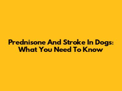 Prednisone And Stroke In Dogs: What You Need To Know