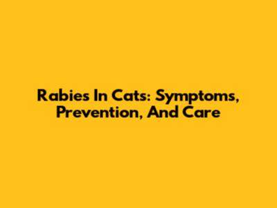 Rabies In Cats: Symptoms, Prevention, And Care