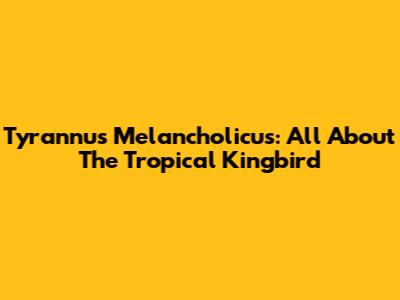 Tyrannus Melancholicus: All About The Tropical Kingbird